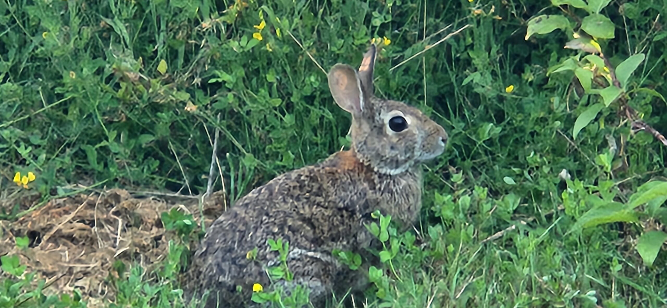 Wild Rabbit Wild Rabbit Washington